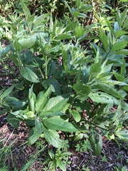 Eutrochium maculatum