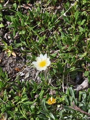 Dryas octopetala