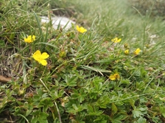 Potentilla crantzii