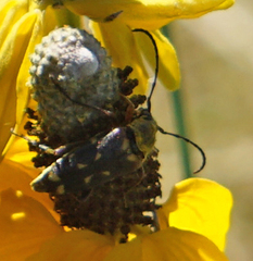 Typocerus octonotatus