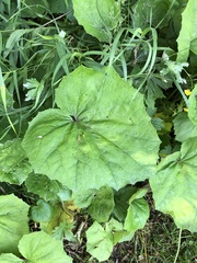 Tussilago farfara