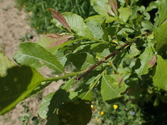 Salix silesiaca