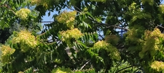 Ailanthus altissima