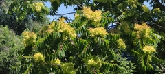 Ailanthus altissima