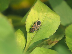 Graptostethus servus