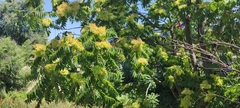 Ailanthus altissima