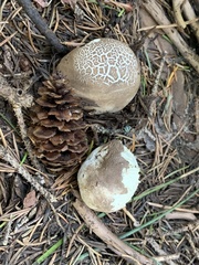Handkea fumosa