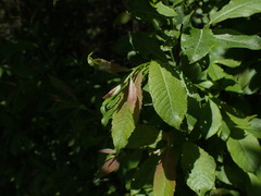 Salix silesiaca