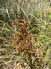 Juncus roemerianus