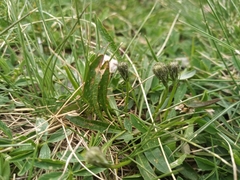 Scorzoneroides pyrenaica