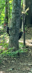 Dryocopus