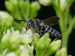 Boreocoelioxys
