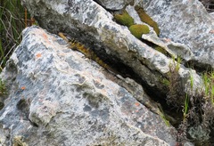 Pseudocordylus microlepidotus microlepidotus