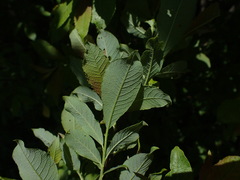 Salix silesiaca