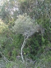 Erica arenaria