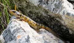 Pseudocordylus microlepidotus microlepidotus