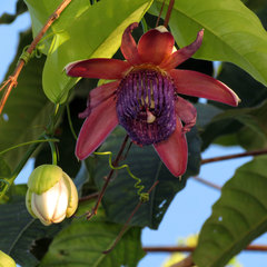Image of Passiflora ambigua