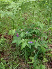 Vicia venosa baicalensis