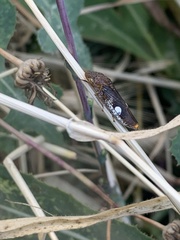 Homalodisca