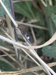 Homalodisca