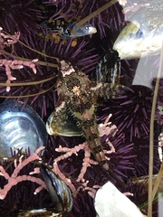 Oligocottus rubellio