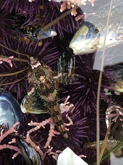 Oligocottus rubellio