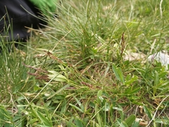 Agrostis rupestris