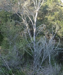 Erica arenaria
