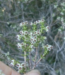 Erica arenaria