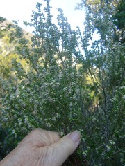 Erica arenaria