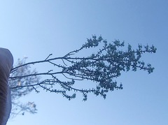 Erica arenaria