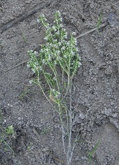 Erica arenaria