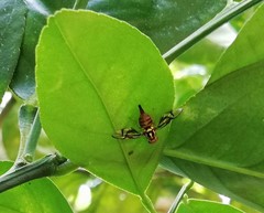 Anastrepha serpentina