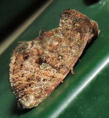Elusa