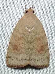 Austrocarea iocephala