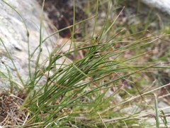 Oreojuncus trifidus