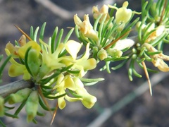 Aspalathus spinosa spinosa