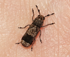 Ozotomerus japonicus