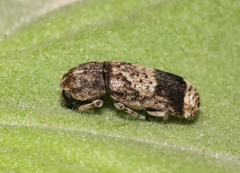 Ozotomerus japonicus