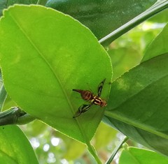 Anastrepha serpentina