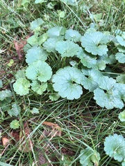 Glechoma hederacea