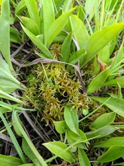Sphagnum subsecundum