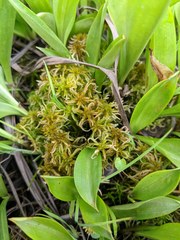 Sphagnum subsecundum