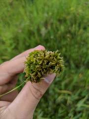 Sphagnum subsecundum