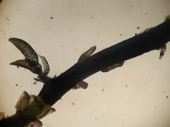 Sphagnum subsecundum