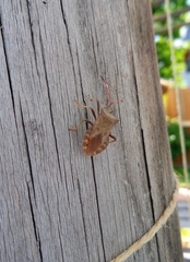Coreus marginatus