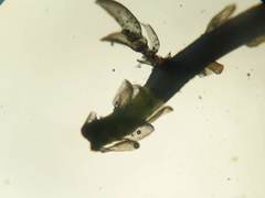 Sphagnum subsecundum