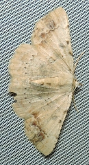 Aeolochroma quadrilinea