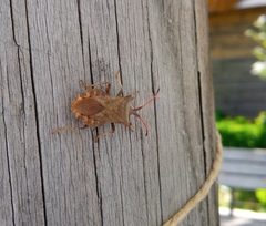 Coreus marginatus