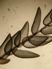 Sphagnum subsecundum